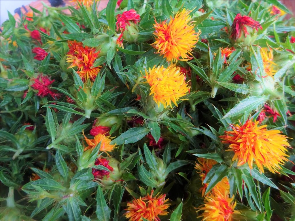 初めての紅花染め 紅餅つくり 工房和葉