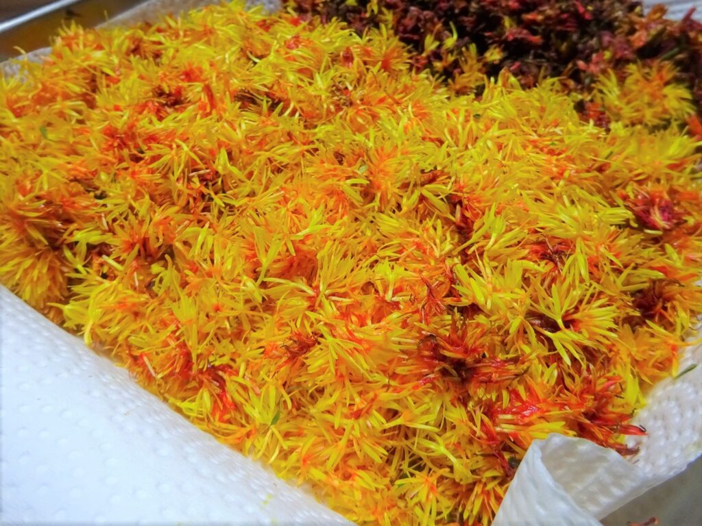 初めての紅花染め 紅餅つくり 工房和葉